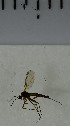  ( - SV973)  @12 [ ] No Rights Reserved (2013) Unspecified Univeristy of Oslo, Natural History Museum