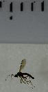  ( - SV977)  @12 [ ] No Rights Reserved (2013) Unspecified Univeristy of Oslo, Natural History Museum