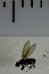  ( - SV978)  @12 [ ] No Rights Reserved (2013) Unspecified Univeristy of Oslo, Natural History Museum
