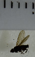  ( - SV981)  @12 [ ] No Rights Reserved (2013) Unspecified Univeristy of Oslo, Natural History Museum