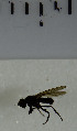  ( - SV983)  @12 [ ] No Rights Reserved (2013) Unspecified Univeristy of Oslo, Natural History Museum