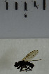  ( - SV986)  @12 [ ] No Rights Reserved (2013) Unspecified Univeristy of Oslo, Natural History Museum