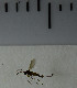  ( - SV990)  @12 [ ] No Rights Reserved (2013) Unspecified Univeristy of Oslo, Natural History Museum