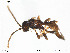  (Diaeretellus - SV 620)  @12 [ ] CreativeCommons - Attribution Non-Commercial Share-Alike (2012) NTNU Museum of Natural History and Archaeology NTNU Museum of Natural History and Archaeology
