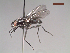 (Syllimnophora sp - MACN-EN-DIP214)  @11 [ ] Copyright (2019) MACN Museo Argentino de Ciencias Naturales, Bernardino Rivadavia