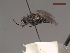  ( - MACN-EN-DIP240)  @11 [ ] Copyright (2019) MACN Museo Argentino de Ciencias Naturales, Bernardino Rivadavia