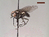  (Limnophora sp - MACN-EN-DIP30)  @11 [ ] Copyright (2019) MACN Museo Argentino de Ciencias Naturales, Bernardino Rivadavia