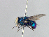  (Lucilia sp. 1 - MACN-EN_DIP-132)  @11 [ ] Copyright (2019) MACN Museo Argentino de Ciencias Naturales, Bernardino Rivadavia