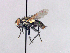  (Blaesoxipha cf. dolosa - MACN-EN_DIP-183)  @11 [ ] Copyright (2019) MACN Museo Argentino de Ciencias Naturales, Bernardino Rivadavia