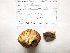  (Scleroderma cf. verrucosum - RRCB2015011)  @11 [ ] CreativeCommons - Attribution Non-Commercial (2015) TonyTrofymow Natural Resources Canada