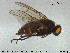  (Spilogona dorsata - SV-pit2)  @13 [ ] CreativeCommons - Attribution Non-Commercial Share-Alike (2015) NTNU University Museum, Department of Natural History NTNU University Museum, Department of Natural History