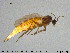  ( - SV-pit67)  @11 [ ] CreativeCommons - Attribution Non-Commercial Share-Alike (2015) NTNU University Museum, Department of Natural History NTNU University Museum, Department of Natural History