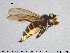  ( - SV-pit71)  @12 [ ] CreativeCommons - Attribution Non-Commercial Share-Alike (2015) NTNU University Museum, Department of Natural History NTNU University Museum, Department of Natural History