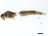  ( - SWA_iBOL_UofS_165)  @12 [ ] CreativeCommons - Attribution (2011) CBG Photography Group Centre for Biodiversity Genomics