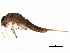  (Baetis tricaudatus - SWA_iBOL_UofS_24)  @14 [ ] CreativeCommons - Attribution (2011) CBG Photography Group Centre for Biodiversity Genomics