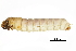  ( - BIOUG24354-B01)  @12 [ ] CreativeCommons - Attribution (2015) CBG Photography Group Centre for Biodiversity Genomics