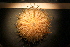  (Gracilechinus - Echin 5910V)  @13 [ ] CreativeCommons - Attribution Non-Commercial Share-Alike (2014) Goteborg Natural History Museum Göteborg Natural History Museum