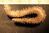  (Paraleptopentacta - Echin 6846V)  @11 [ ] CreativeCommons - Attribution Non-Commercial Share-Alike (2014) Goteborg Natural History Museum Göteborg Natural History Museum