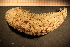  ( - Echin 6102V)  @11 [ ] CreativeCommons - Attribution Non-Commercial Share-Alike (2014) Goteborg Natural History Museum Göteborg Natural History Museum
