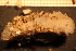  ( - Echin 6350V)  @11 [ ] CreativeCommons - Attribution Non-Commercial Share-Alike (2014) Goteborg Natural History Museum Göteborg Natural History Museum