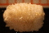  ( - Echin 6774V)  @11 [ ] CreativeCommons - Attribution Non-Commercial Share-Alike (2014) Goteborg Natural History Museum Göteborg Natural History Museum