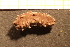  (Ocnus - Echin 6691V)  @11 [ ] CreativeCommons - Attribution Non-Commercial Share-Alike (2014) Goteborg Natural History Museum Göteborg Natural History Museum