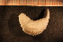  ( - Echin 6852V)  @11 [ ] CreativeCommons - Attribution Non-Commercial Share-Alike (2014) Goteborg Natural History Museum Göteborg Natural History Museum