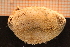  ( - Echin 6775V)  @11 [ ] CreativeCommons - Attribution Non-Commercial Share-Alike (2014) Goteborg Natural History Museum Göteborg Natural History Museum
