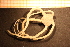  ( - Echin 6152V)  @12 [ ] CreativeCommons - Attribution Non-Commercial Share-Alike (2014) Goteborg Natural History Museum Göteborg Natural History Museum