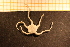  ( - Echin 6380V)  @12 [ ] CreativeCommons - Attribution Non-Commercial Share-Alike (2014) Goteborg Natural History Museum Göteborg Natural History Museum