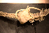  ( - Echin 5712V)  @11 [ ] CreativeCommons - Attribution Non-Commercial Share-Alike (2014) Goteborg Natural History Museum Göteborg Natural History Museum