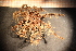  (Antedon petasus - Echin 5641V)  @12 [ ] CreativeCommons - Attribution Non-Commercial Share-Alike (2014) Goteborg Natural History Museum Göteborg Natural History Museum