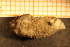  ( - Echin 6142V)  @11 [ ] CreativeCommons - Attribution Non-Commercial Share-Alike (2014) Goteborg Natural History Museum Göteborg Natural History Museum