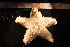  ( - Echin 6853V)  @13 [ ] CreativeCommons - Attribution Non-Commercial Share-Alike (2014) Goteborg Natural History Museum Göteborg Natural History Museum