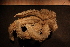  (Luidia ciliaris - Echin 6670V)  @11 [ ] CreativeCommons - Attribution Non-Commercial Share-Alike (2014) Goteborg Natural History Museum Göteborg Natural History Museum