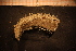  ( - Echin 6671V)  @11 [ ] CreativeCommons - Attribution Non-Commercial Share-Alike (2014) Goteborg Natural History Museum Göteborg Natural History Museum