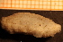  ( - Echin 6524V)  @11 [ ] CreativeCommons - Attribution Non-Commercial Share-Alike (2014) Goteborg Natural History Museum Göteborg Natural History Museum