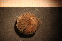  ( - Echin 6251V)  @11 [ ] CreativeCommons - Attribution Non-Commercial Share-Alike (2014) Goteborg Natural History Museum Göteborg Natural History Museum