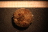  ( - Echin 6255V)  @11 [ ] CreativeCommons - Attribution Non-Commercial Share-Alike (2014) Goteborg Natural History Museum Göteborg Natural History Museum