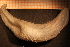  (Thyonidium hyalinum - Echin 6143V)  @11 [ ] CreativeCommons - Attribution Non-Commercial Share-Alike (2014) Goteborg Natural History Museum Göteborg Natural History Museum