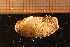  (Lyonsia norwegica - MollOvr 8607V)  @11 [ ] CreativeCommons - Attribution Non-Commercial Share-Alike (2014) Goteborg Natural History Museum Göteborg Natural History Museum