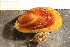  (Crenellinae - MollOvr 7990V)  @14 [ ] CreativeCommons - Attribution Non-Commercial Share-Alike (2014) Goteborg Natural History Museum Göteborg Natural History Museum