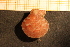  ( - MollOvr 8748V)  @11 [ ] CreativeCommons - Attribution Non-Commercial Share-Alike (2014) Goteborg Natural History Museum Göteborg Natural History Museum