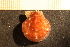  ( - MollOvr 8969V)  @11 [ ] CreativeCommons - Attribution Non-Commercial Share-Alike (2014) Goteborg Natural History Museum Göteborg Natural History Museum