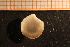  ( - MollOvr 8216V)  @11 [ ] CreativeCommons - Attribution Non-Commercial Share-Alike (2014) Goteborg Natural History Museum Göteborg Natural History Museum