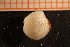  ( - MollOvr 8238V)  @11 [ ] CreativeCommons - Attribution Non-Commercial Share-Alike (2014) Goteborg Natural History Museum Göteborg Natural History Museum