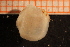  ( - MollOvr 8865V)  @11 [ ] CreativeCommons - Attribution Non-Commercial Share-Alike (2014) Goteborg Natural History Museum Göteborg Natural History Museum