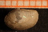  ( - MollOvr 8312V)  @11 [ ] CreativeCommons - Attribution Non-Commercial Share-Alike (2014) Goteborg Natural History Museum Göteborg Natural History Museum