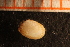  ( - MollOvr 7997V)  @11 [ ] CreativeCommons - Attribution Non-Commercial Share-Alike (2014) Goteborg Natural History Museum Göteborg Natural History Museum
