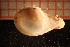  ( - MollOvr 8502V)  @11 [ ] CreativeCommons - Attribution Non-Commercial Share-Alike (2014) Goteborg Natural History Museum Göteborg Natural History Museum